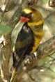 /album/fotogalerie-fotografie/a80px-dusky-lory-pseudeos-fuscata-on-branch-at-buffalo-zoo-jpg2/