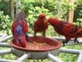/album/fotogalerie-fotografie/a120px-blue-streaked-lory-eos-reticulata-jpg1/